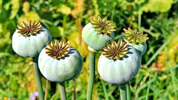 Opium poppy