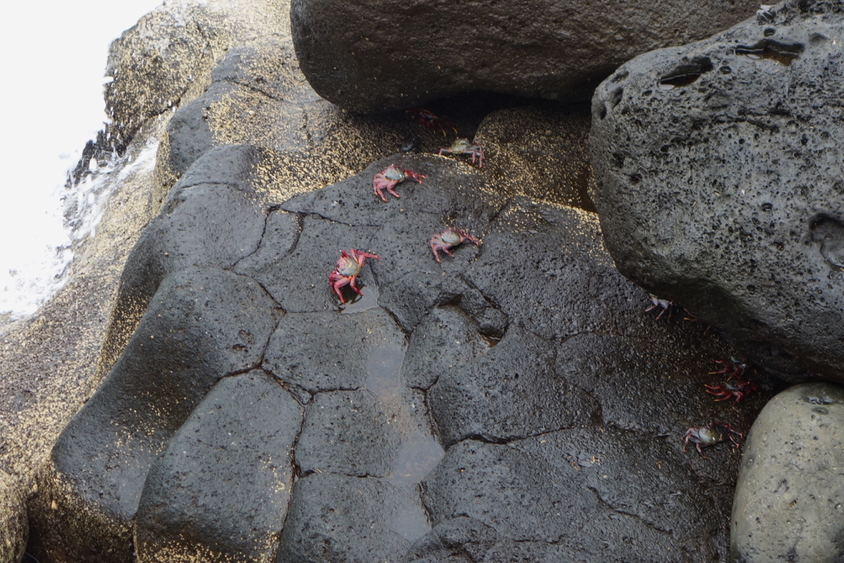 Huge crabs ran around in whole flocks