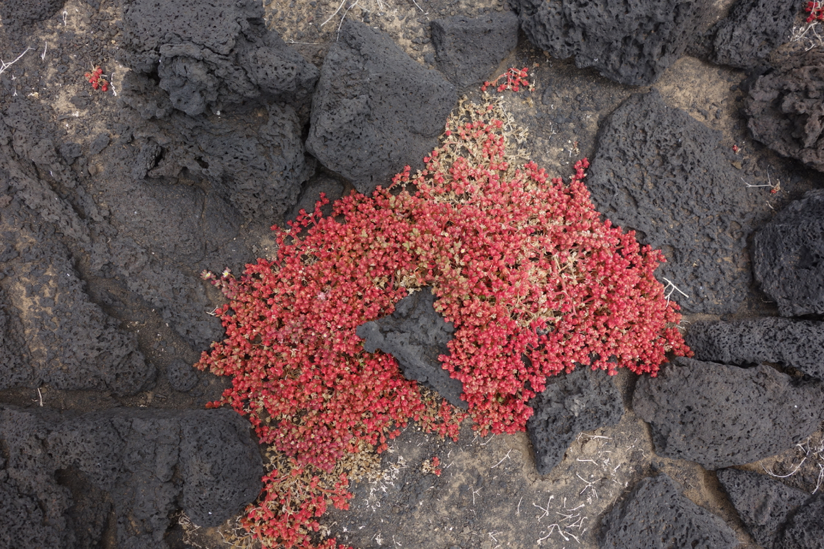 Flowers Among the Lava