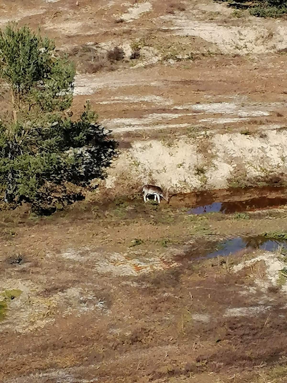 Олень пришел попить
