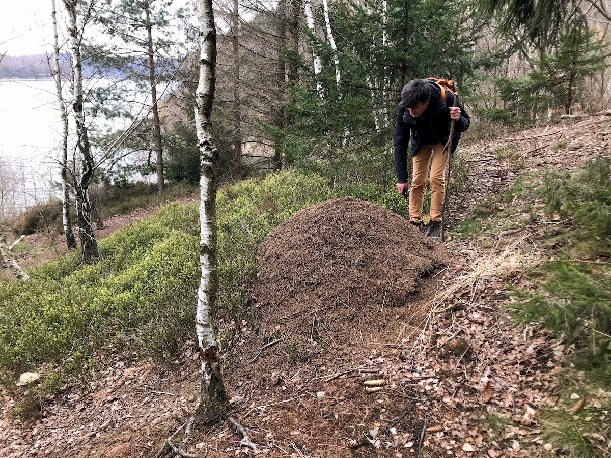 Anthill