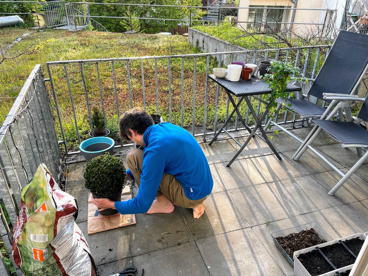 Repotting boxwood into a larger pot