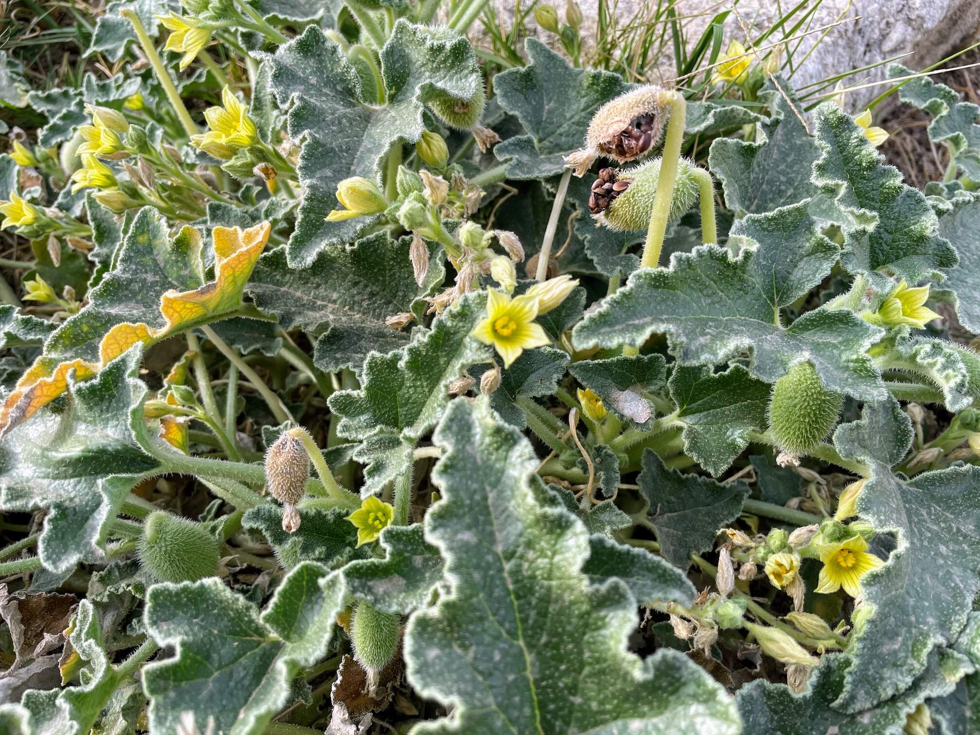 Wild Cucumber