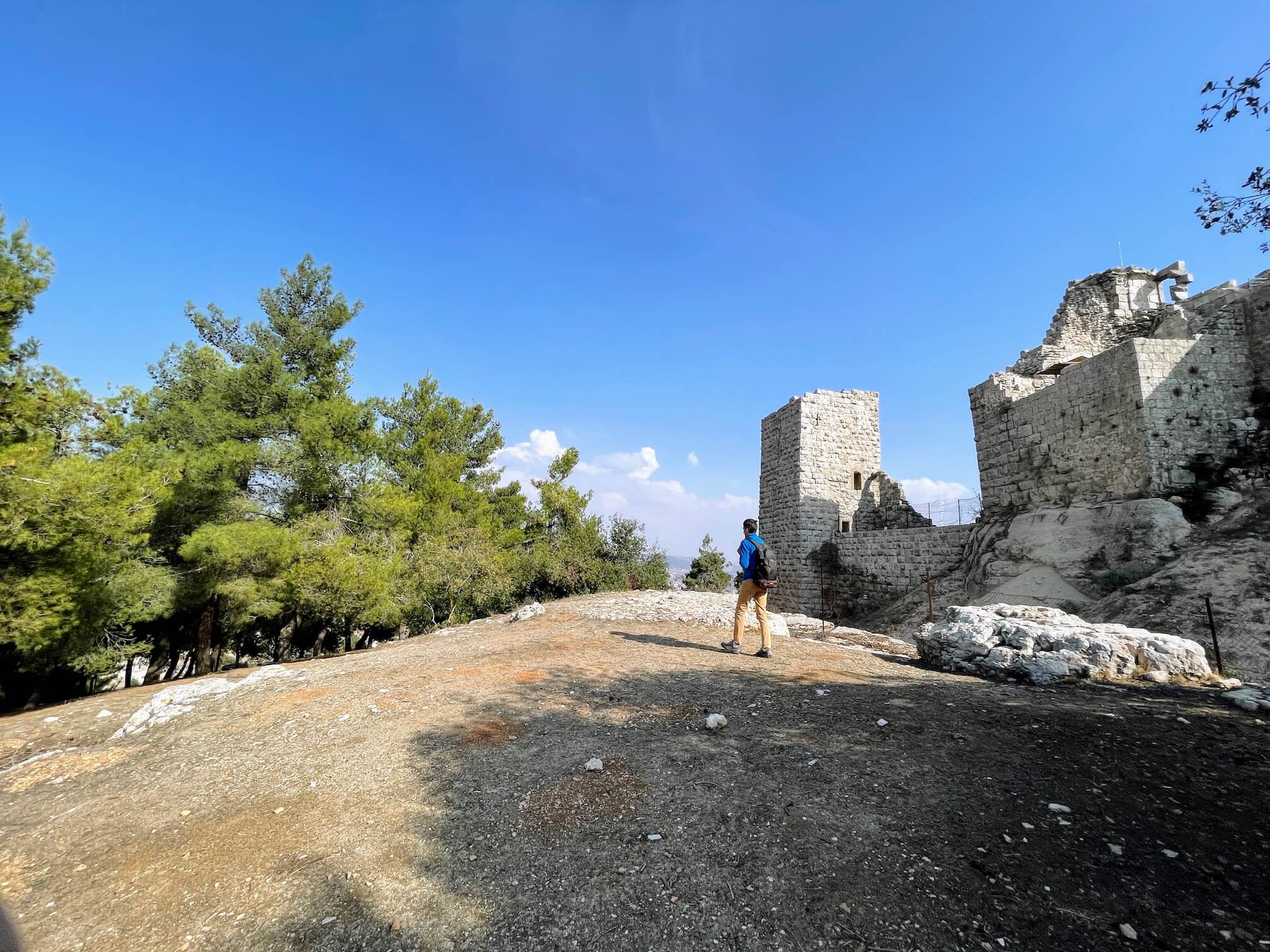 Coniferous trees around Ajloun Castle