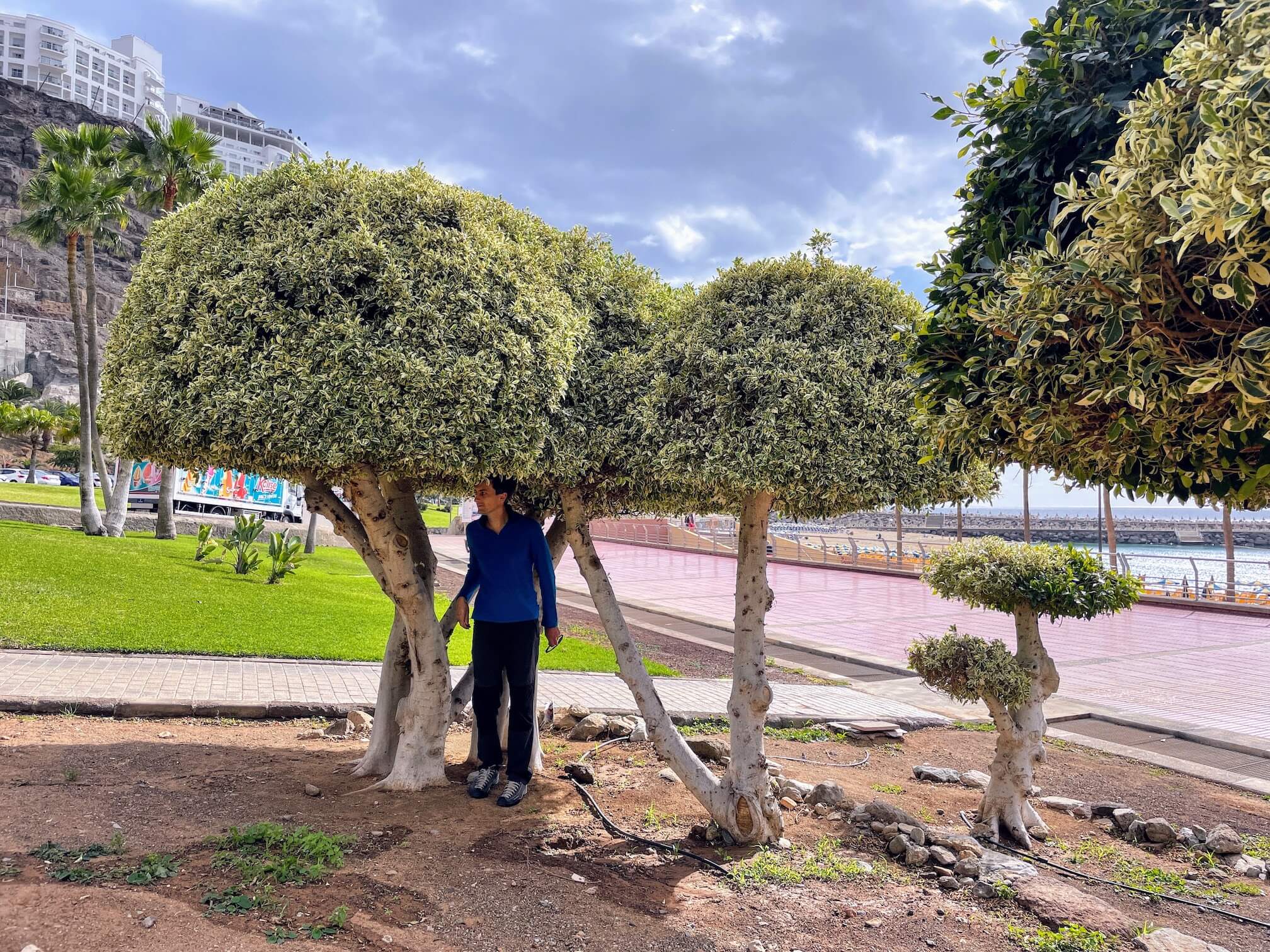 The trees near the beach look like giant mushrooms