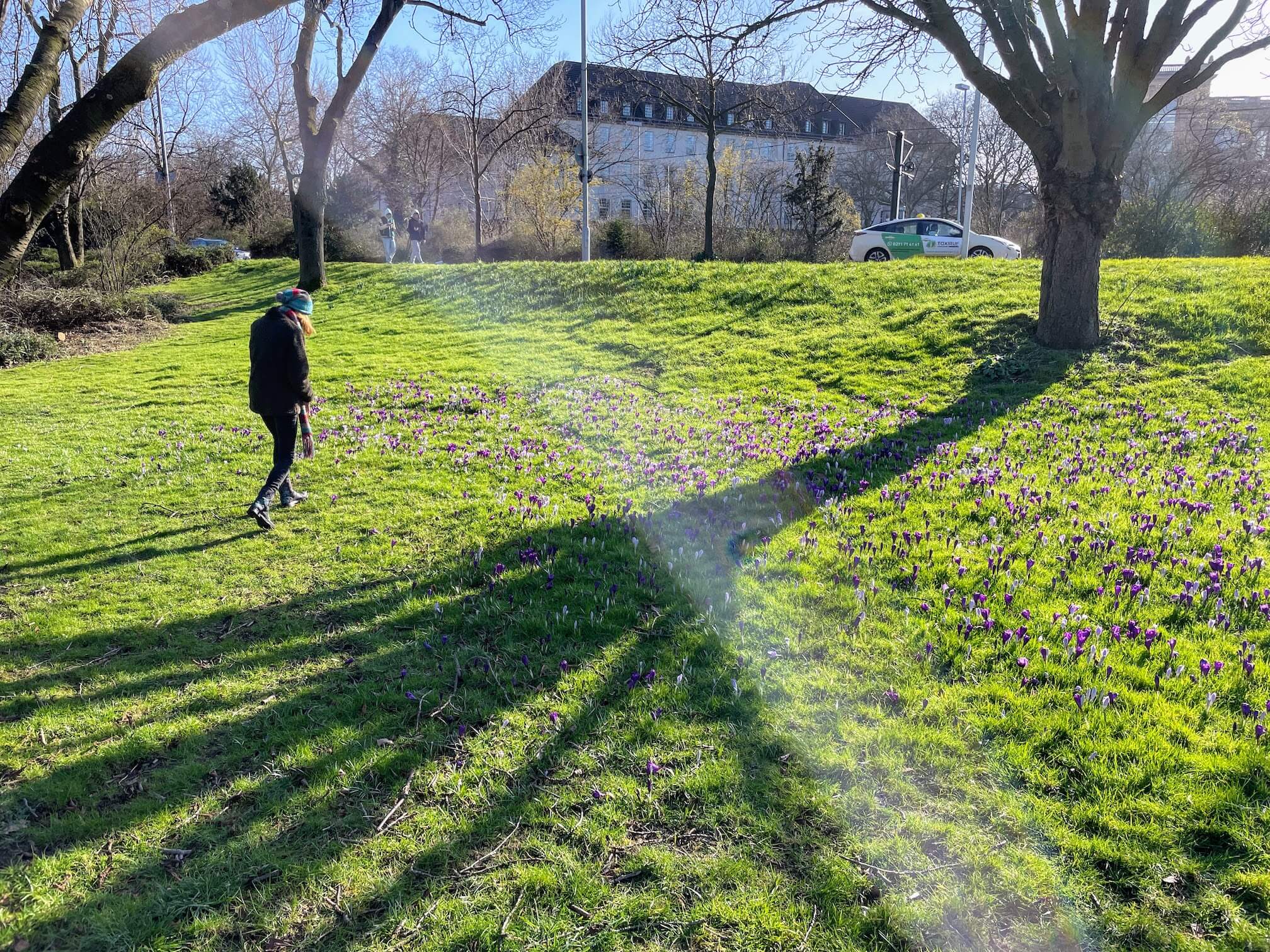Crocuses in the central park in Düsseldorf