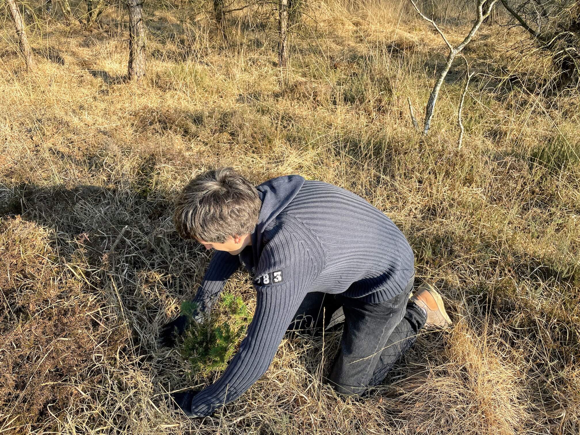 The wolf is planting a spruce tree. Digging a hole with his gloved hands