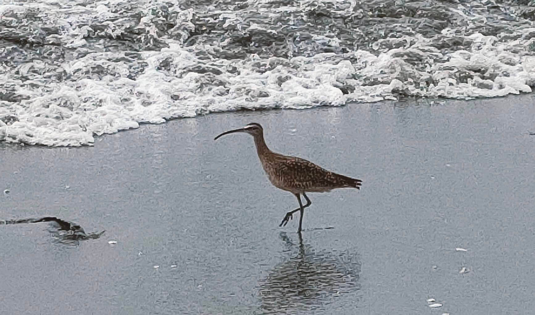 Birds in Paracas