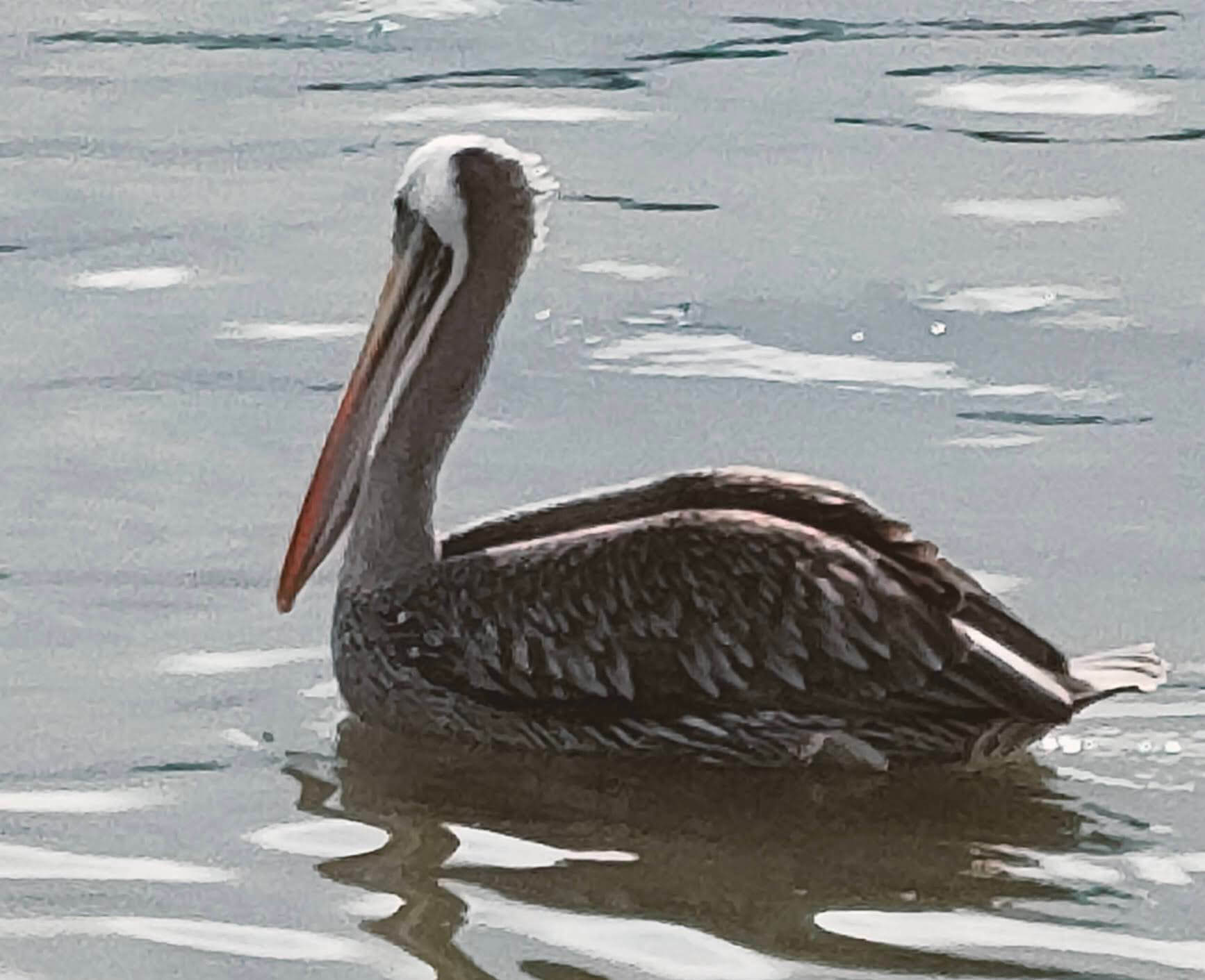 Pelican!