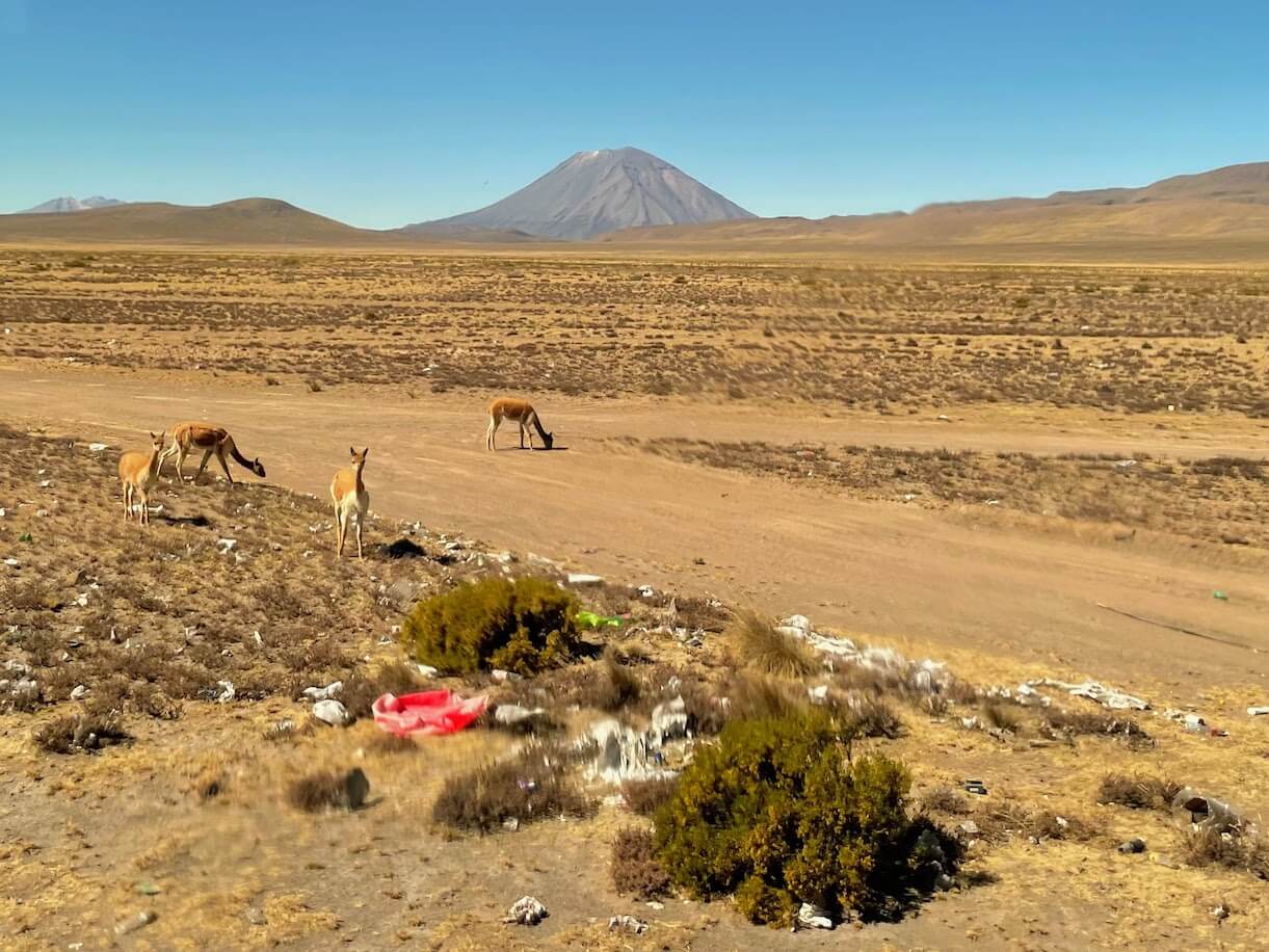 Vicugnas. And a lot of trash by the roadside.