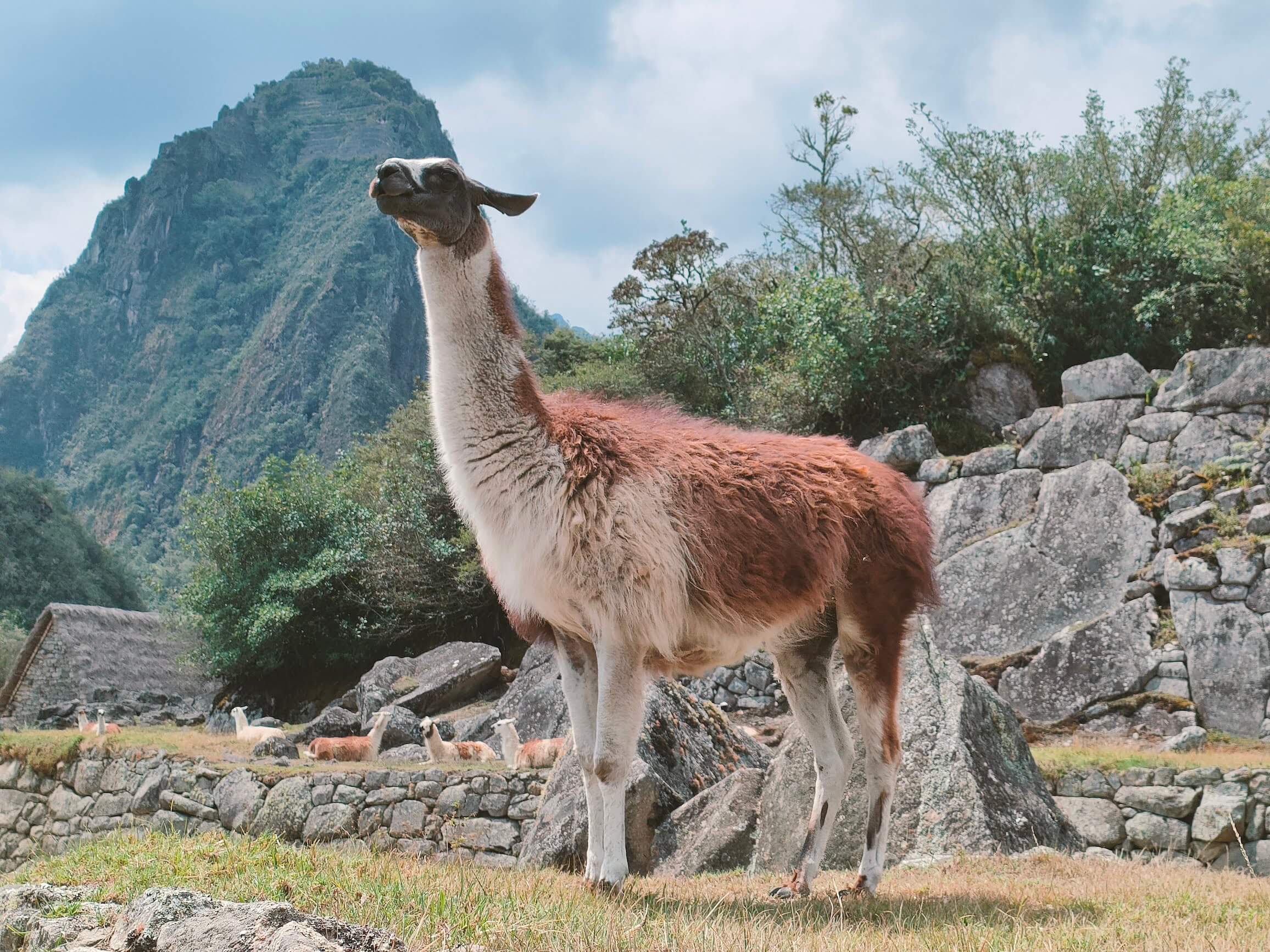 Several llamas were grazing at Machu Picchu