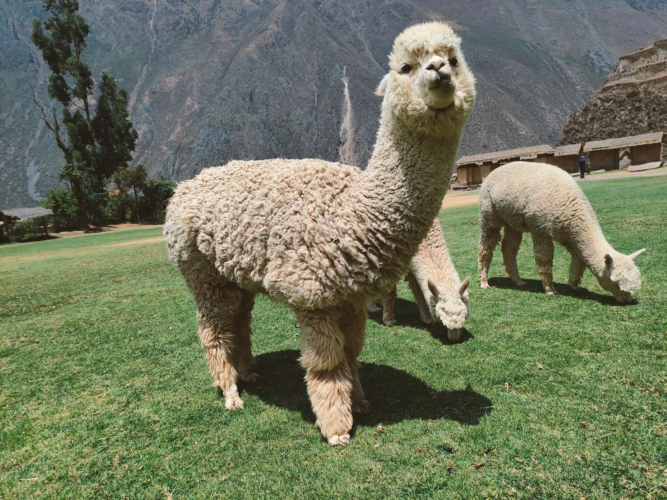 Alpacas on the grounds of the ruins