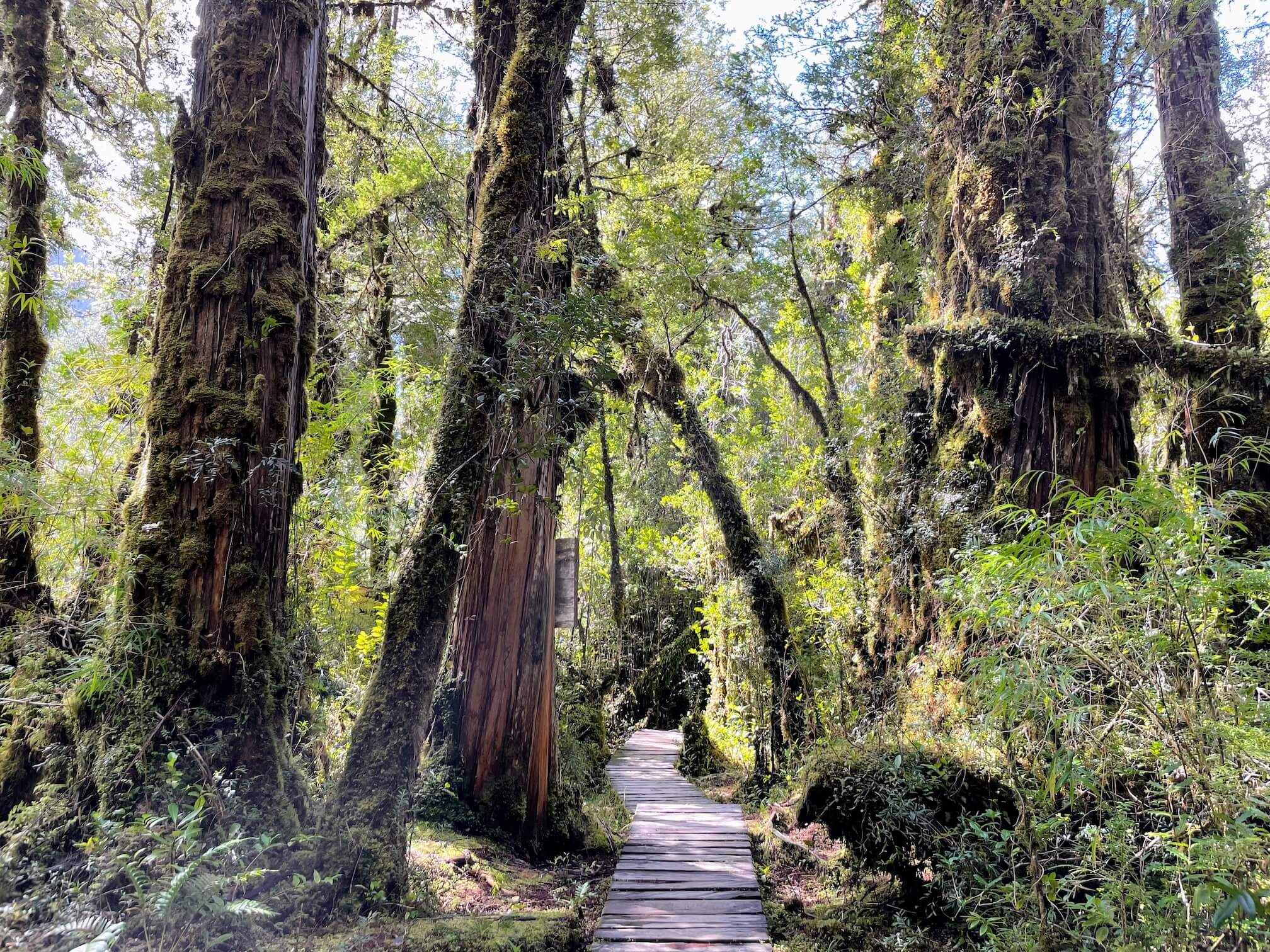 Sendero Los Alerces Park