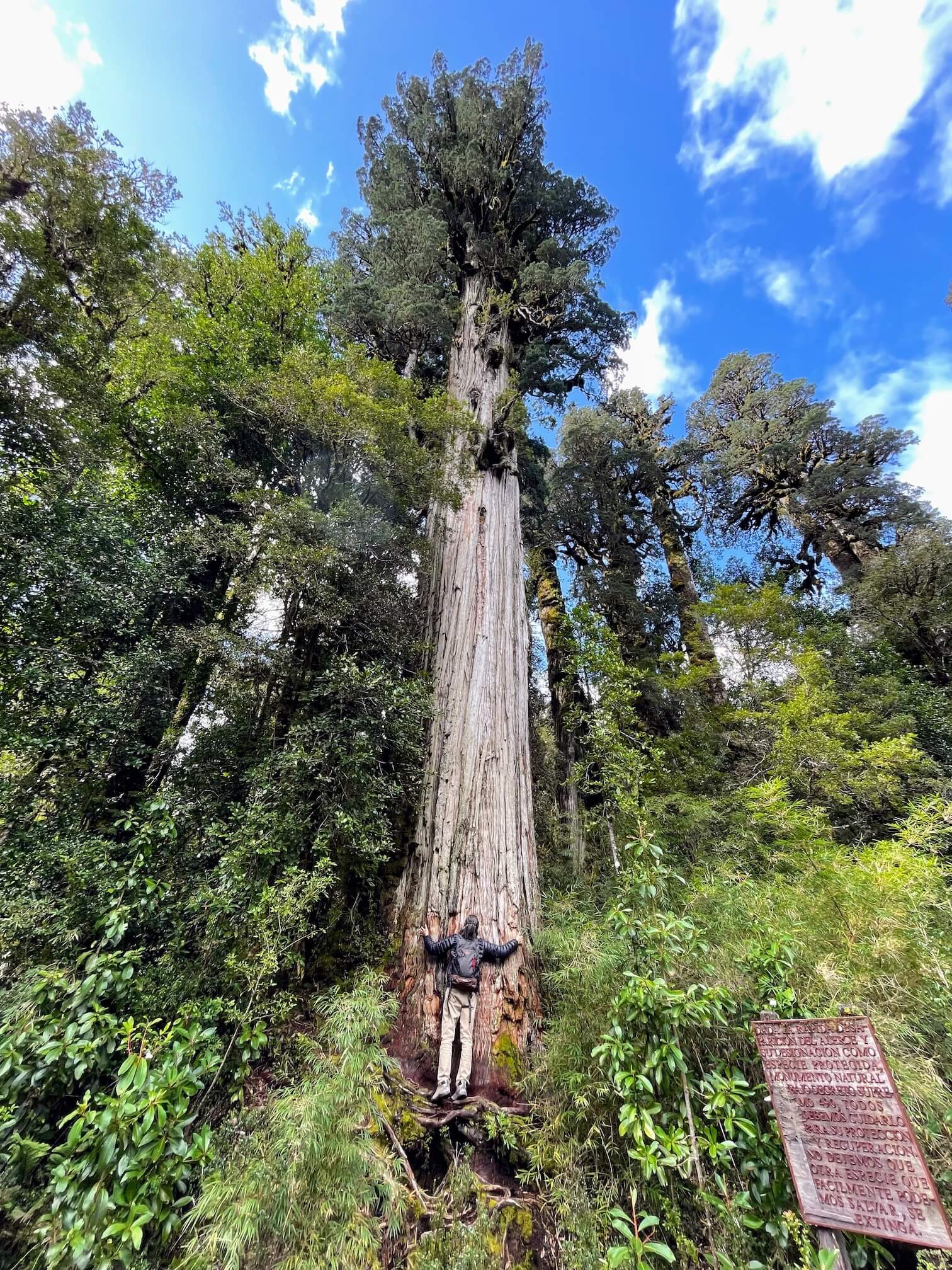 A very tall tree
