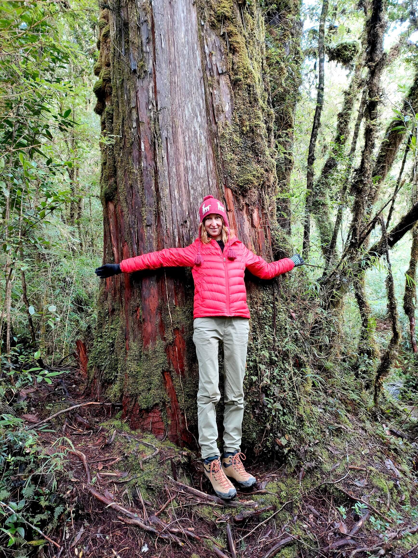 It would probably take three of me to fully hug a tree like this, and it’s still far from the biggest!