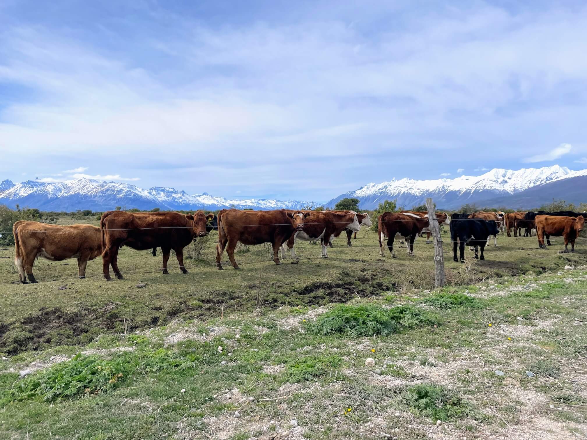 Free-range Chilean cows :)