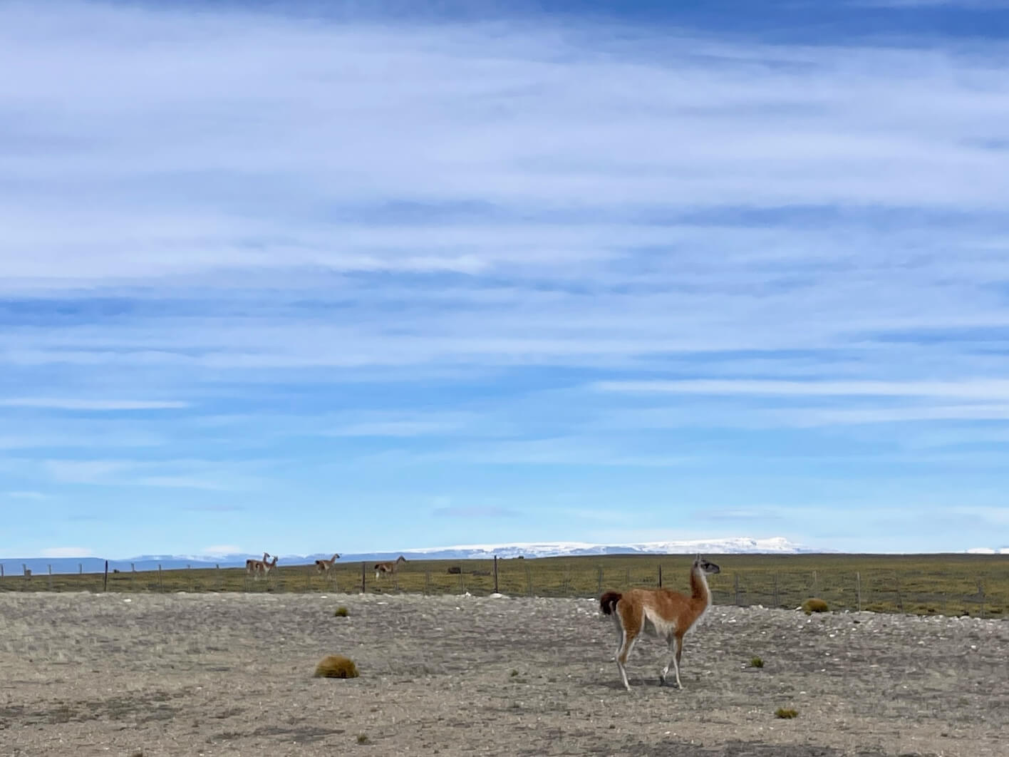 Guanaco