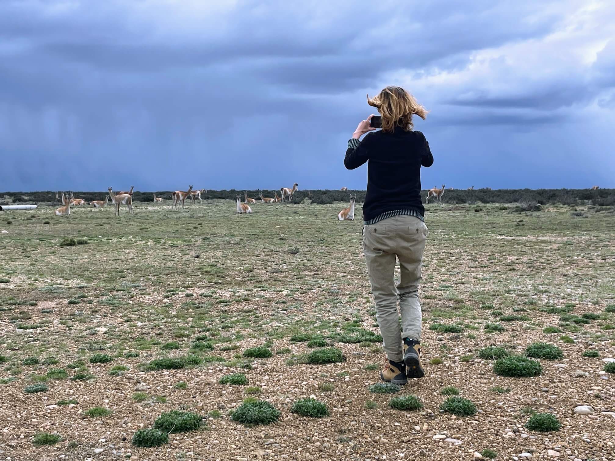 Photographing guanacos in the park. Clouds are gathering...