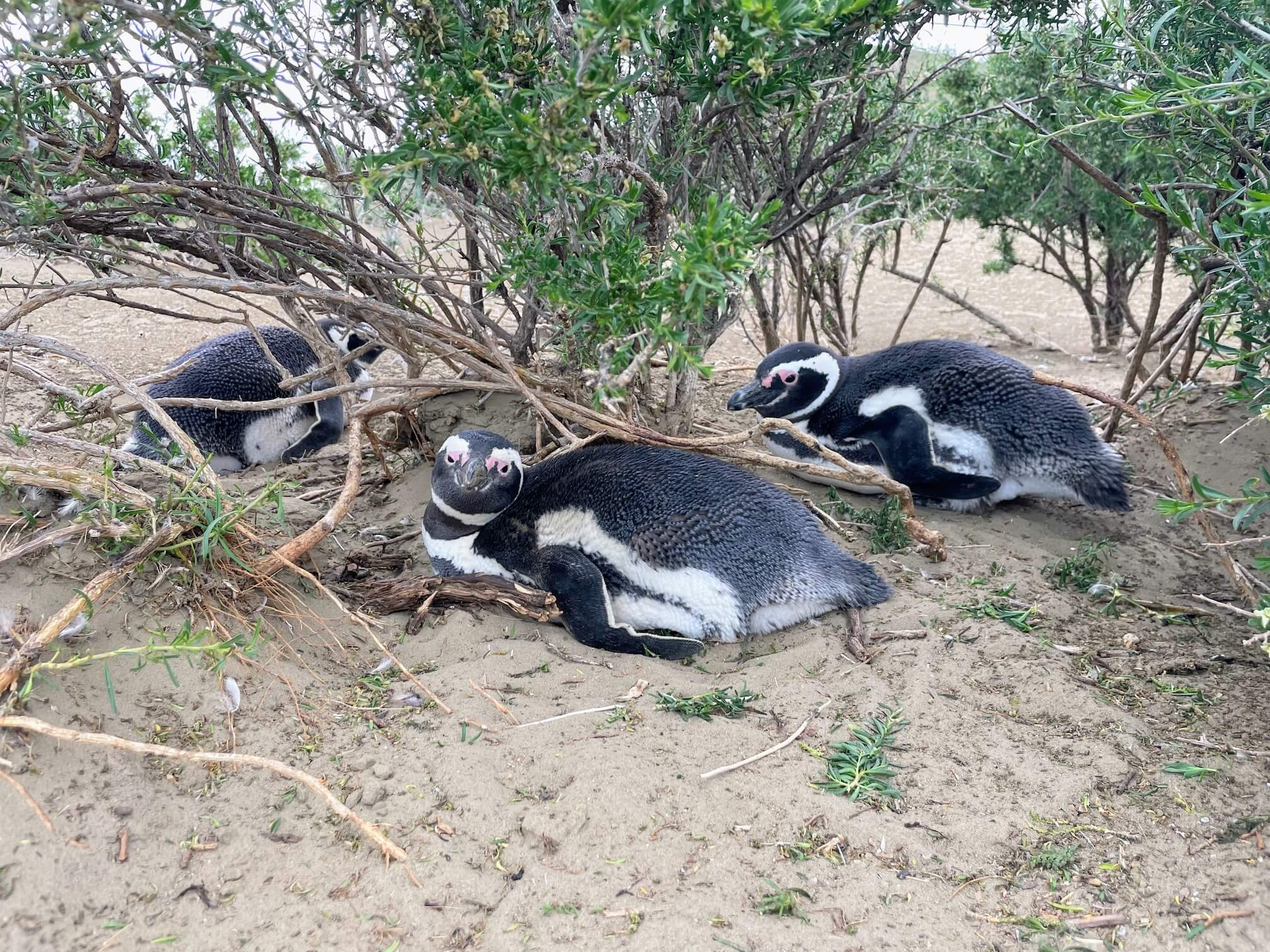 It is now the season when penguins are incubating their eggs. They mostly hide under small bushes.
