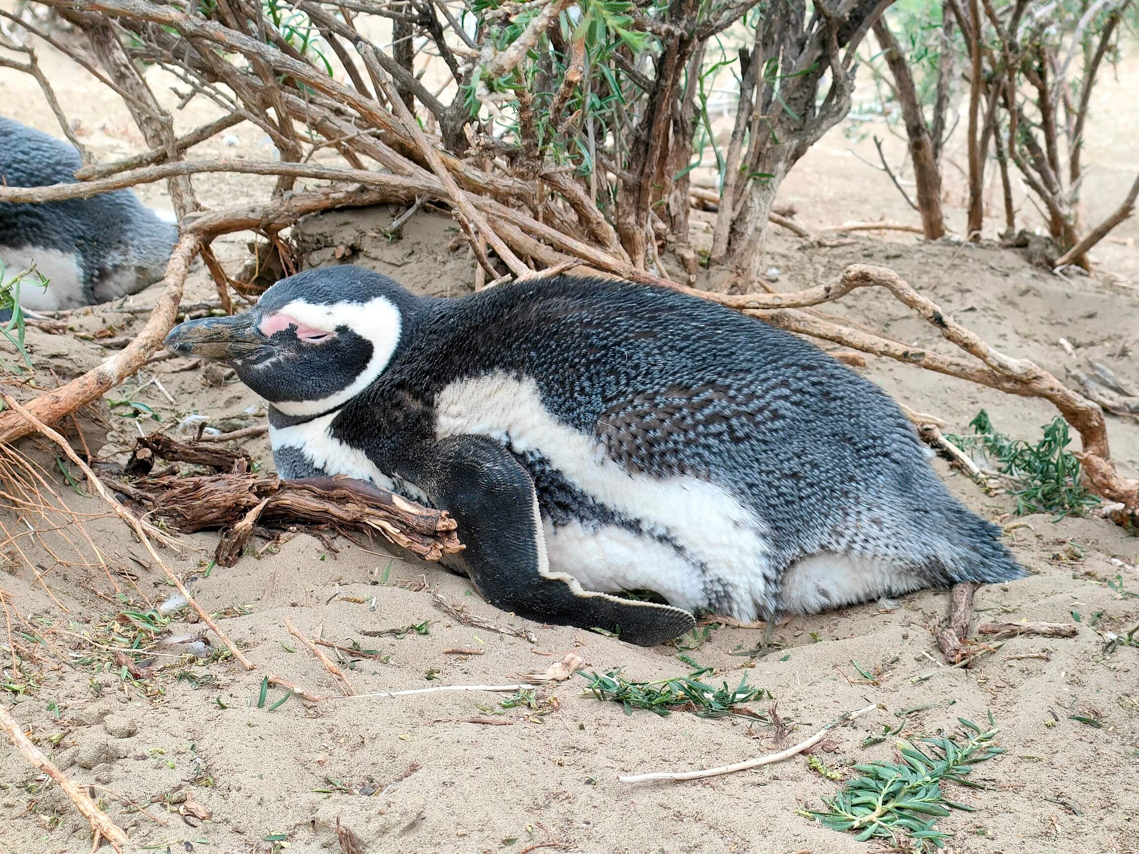 The eggs are incubated alternately by both parents