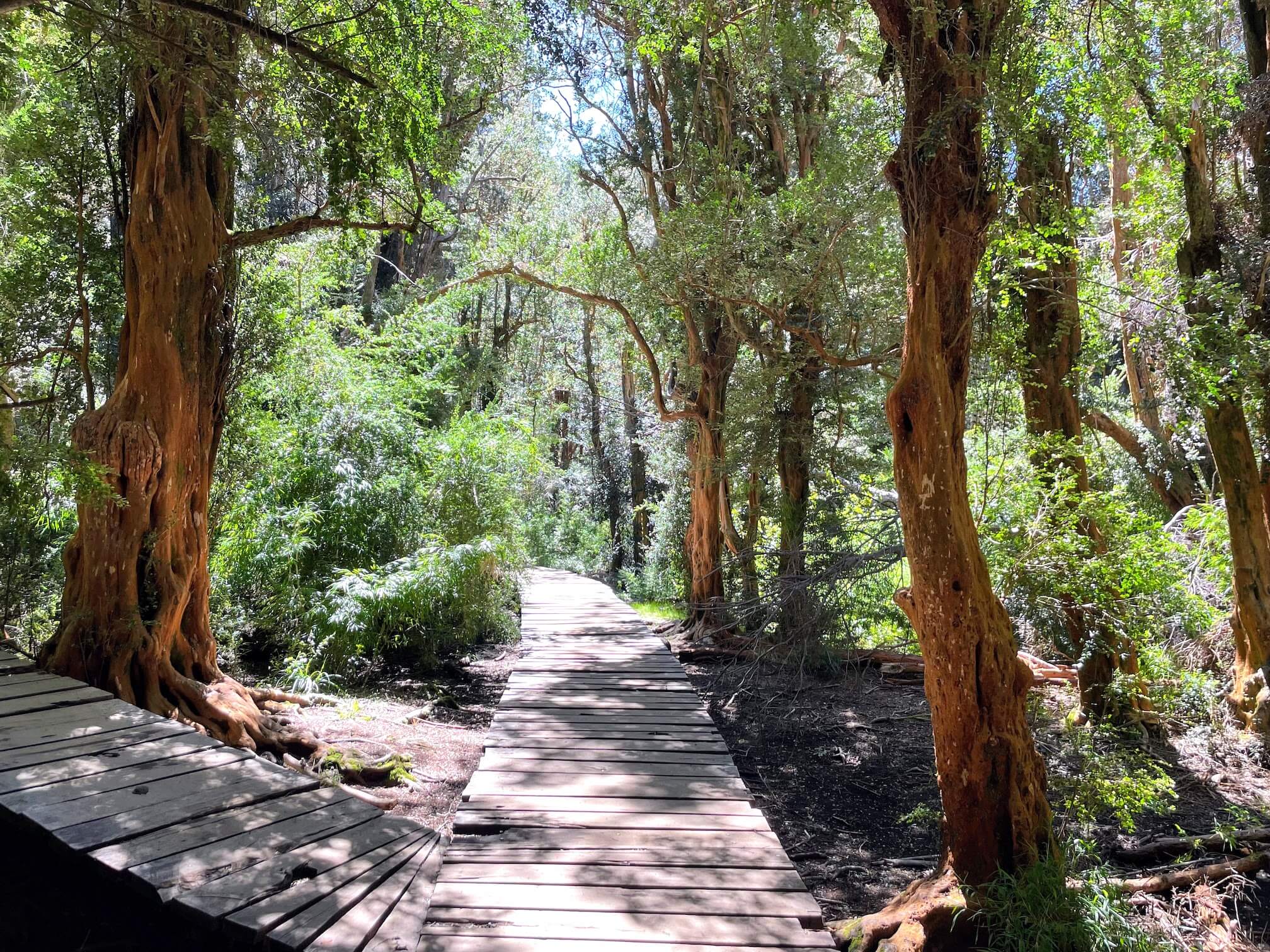 Our first stop is a forest of red trees. The tree is called arrayán, or Chilean myrtle.