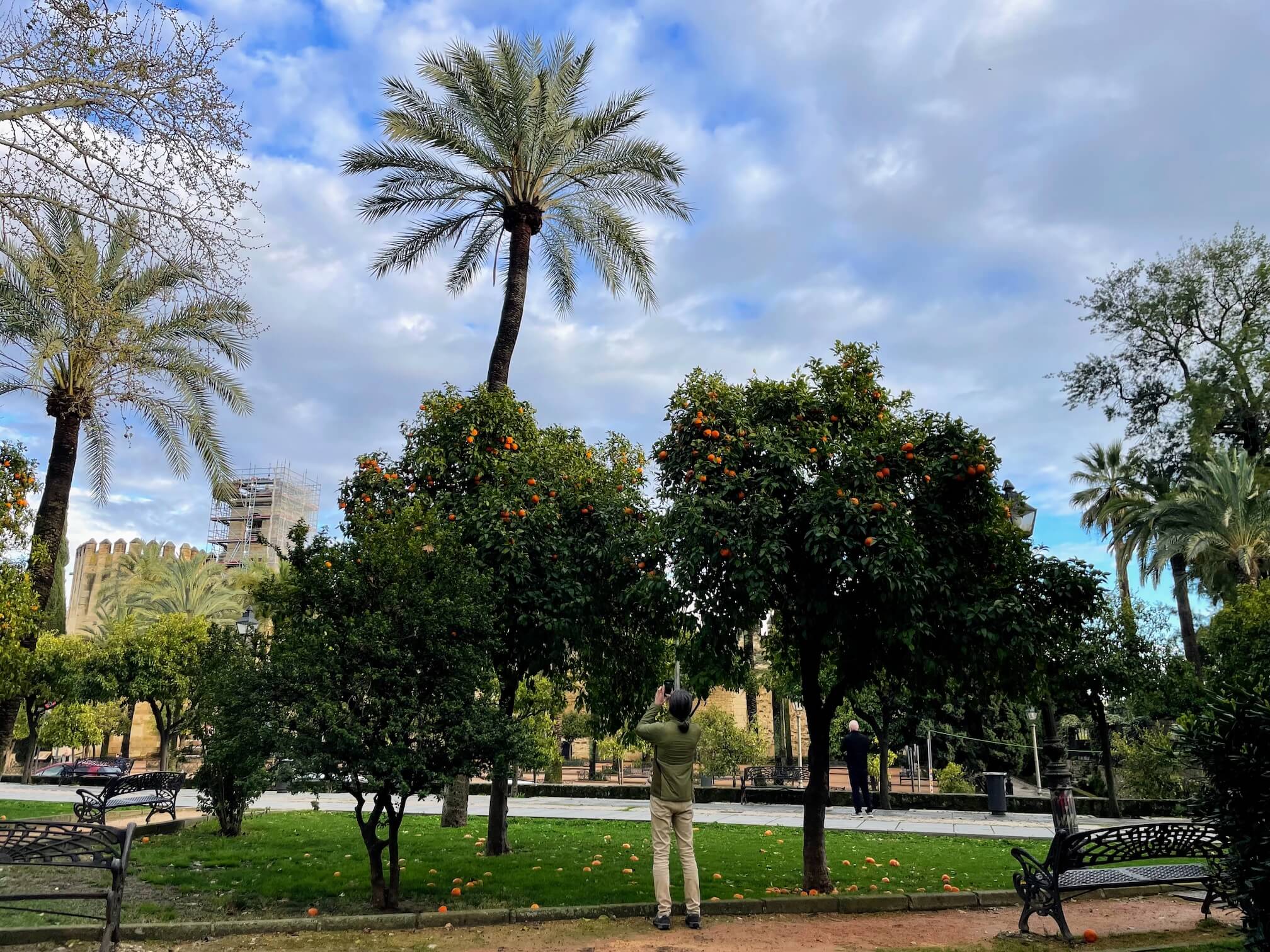 We found a lovely square with orange trees. In fact, orange trees grow everywhere in Córdoba, just like chestnut trees in Kyiv.