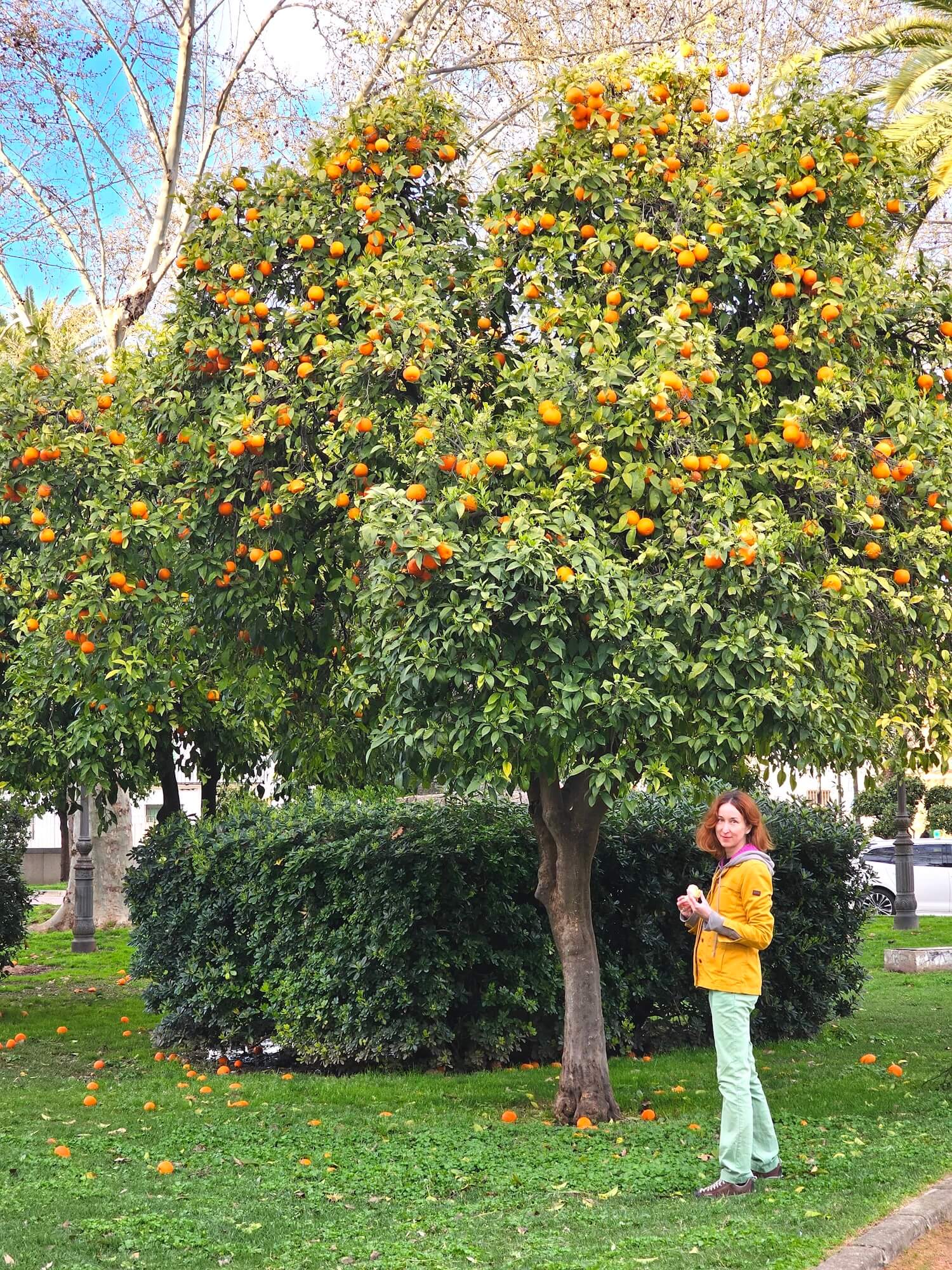 I tasted one orange. It was almost inedible, very bitter. Then I read that it is a special variety used to make jam.