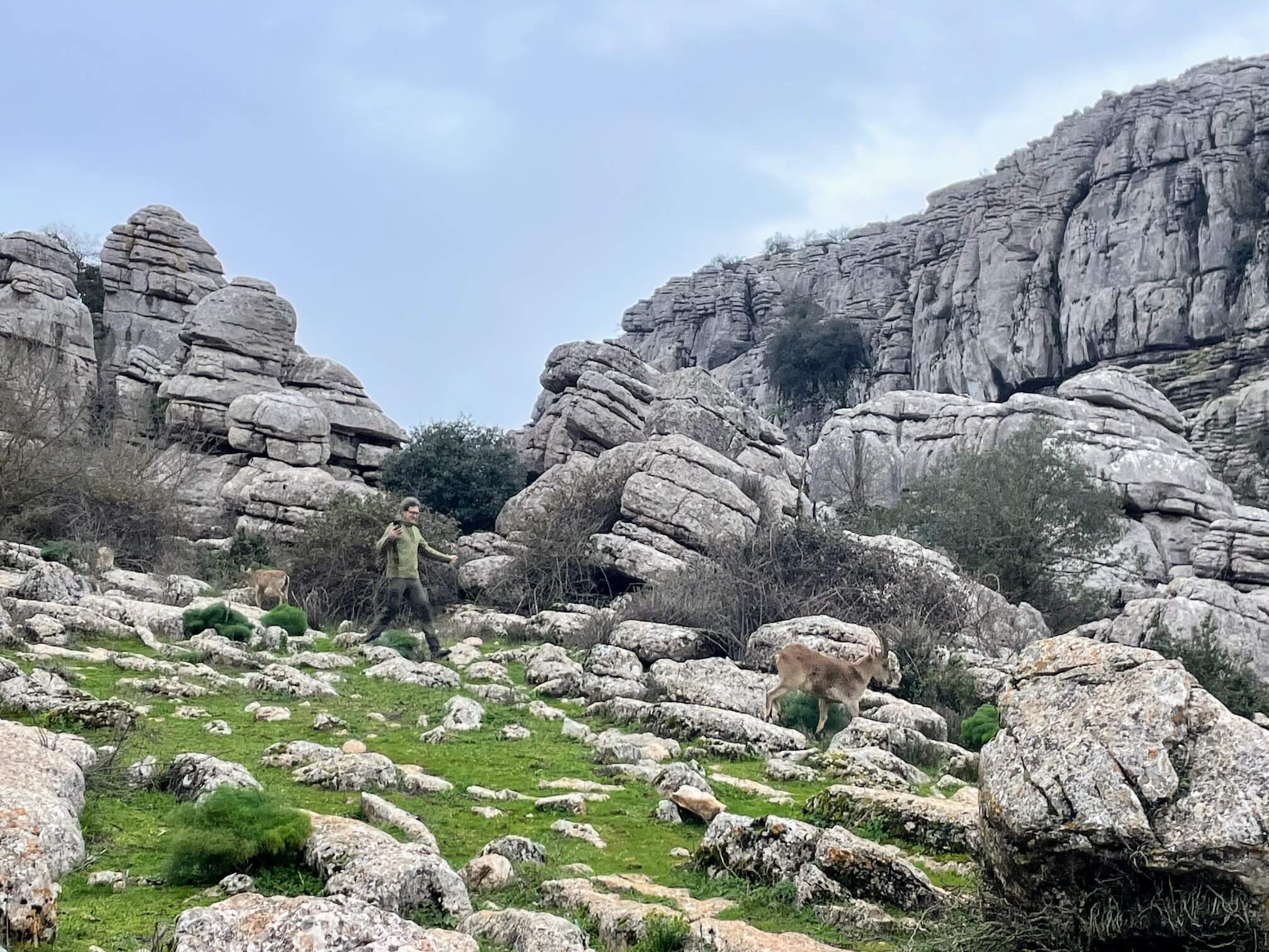 Сержик бігає за козлами