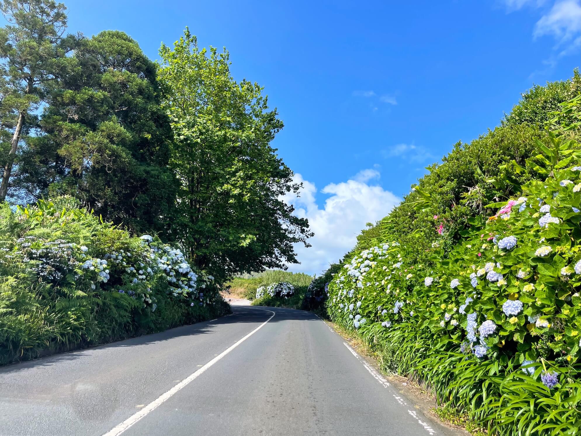 I said that São Miguel is an island of flowers. Look how many there are, right along the road.