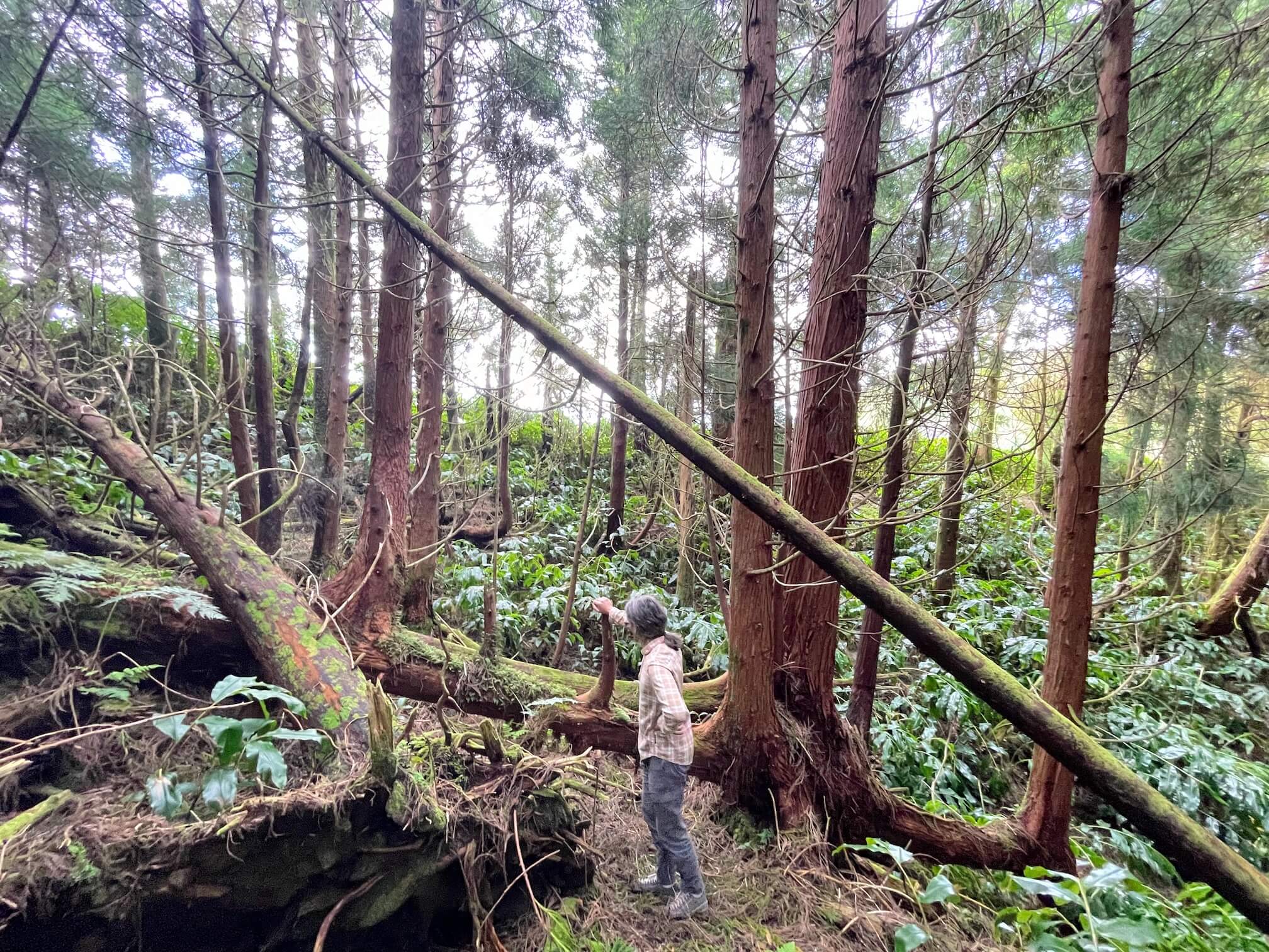 On the way back, we wandered a little into the thicket. There were some interesting trees there. It’s not very clear in the photo, but the trees are growing not from the ground, but from a fallen log.