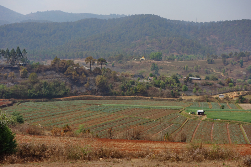 View from the train window. Mountains and cabbage fields.