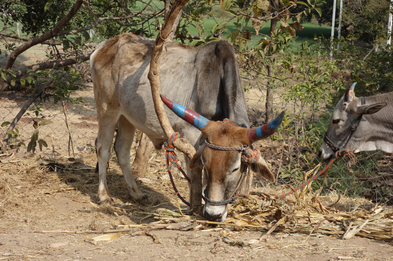 On the way, we saw cows with painted horns
