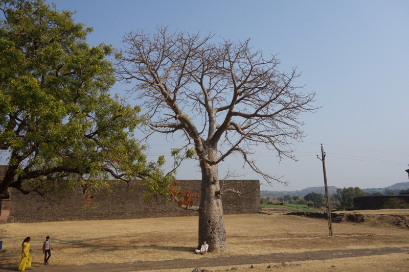 Volchyi found a suitable baobab under which one could sit and hug it.