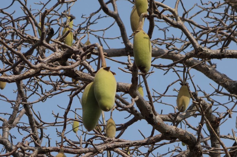 This is what baobab fruit looks like. They are soft, with a velvety feel to the touch.