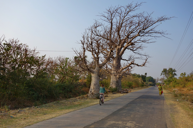 Baobabs by the road and me on a bicycle