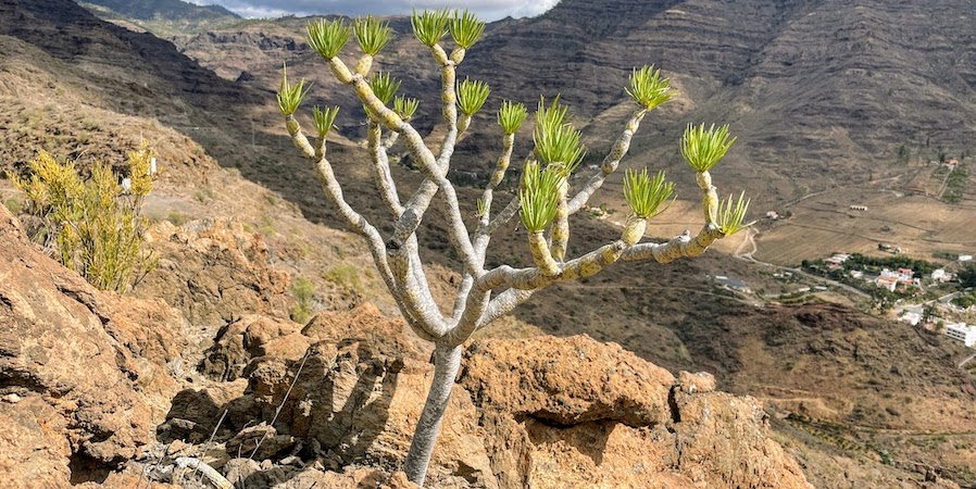 Gran Canaria 2022